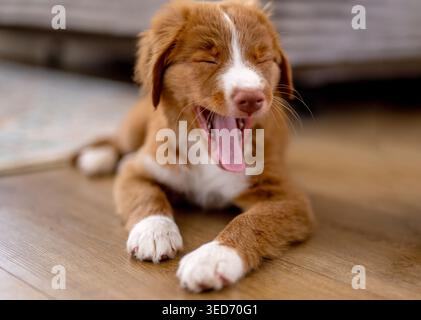 Toller Retriever Hündchen Jäht Auf Dem Boden Stockfoto