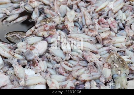 Frisch gefangener Tintenfisch, bereit zum Verkauf auf dem Markt Stockfoto