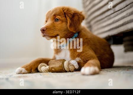 Toller Retriever Hündchen liegend mit Einem Hundespielzeug Stockfoto