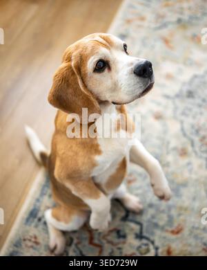 Beagle Dog Sitzt Auf Dem Boden Im Wohnzimmer Stockfoto