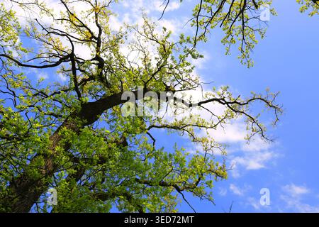 Ein flacher Blick auf das Baldachin einer Reifen Eiche vor einem leuchtend blauen Himmel mit flauschigen weißen Wolken, der das neue Frühlingslaub zeigt Stockfoto