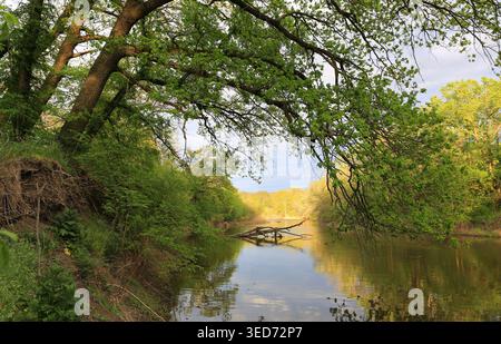 Ein ruhiger Fluss schlängelt sich durch einen lebendigen Wald, dessen Oberfläche das hellgrüne Laub und den klaren Himmel darüber reflektiert Stockfoto