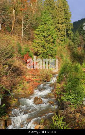 Ein klarer Gebirgsbach stürzt über Felsen inmitten eines Waldes mit herbstlichen Farben und saftig grünen Nadelbäumen Stockfoto