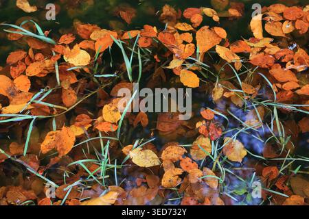 Eine Nahaufnahme der gefallenen Blätter in lebhaften Herbstfarben, die auf der Oberfläche des trüben Wassers, durchsetzt mit frischem grünem Gras, driften Stockfoto