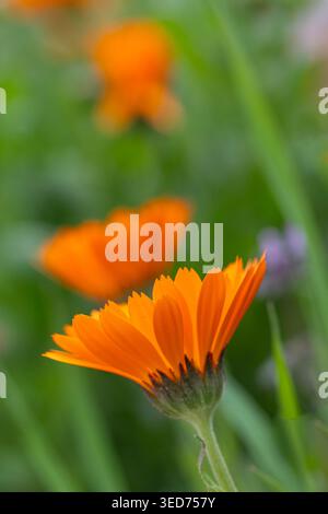 Eine Nahaufnahme einer voll blühenden, leuchtenden Orangen-Ringelblume. Stockfoto