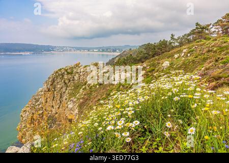 Oxeye Gänseblümchen Wildblumen blühen an der Küste in der Bretagne Stockfoto