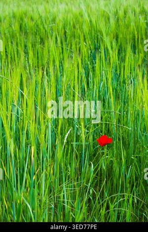 Ein einzelner roter Mohn steht inmitten von hohem grünem Weizen auf einer friedlichen Wiese und schafft einen auffälligen Farbkontrast und ein Gefühl von Einsamkeit, Natur und frischem Sp Stockfoto