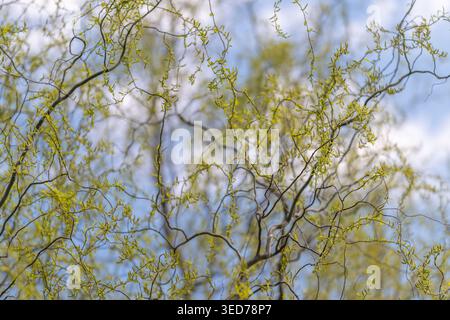 Die himmlischen Äste sind mit frischen grünen Knospen gespickt. Die belebende Zusammensetzung vermittelt Optimismus und Erneuerung. Klare Konturen gegen weiche Wolken, hoher Kontrast Stockfoto