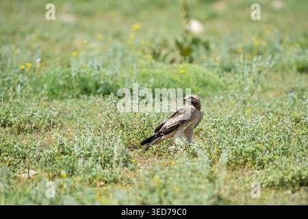 Ein Stiefeladler (Hieraaetus pennatus), der seine Umgebung auf einer grünen Wiese vermisst. Die Gnade und Wachheit eines Jägers, getarnt in seinem natürlichen Habitus Stockfoto