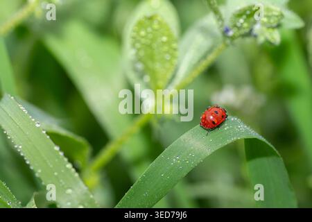 Ein Marienkäfer mit roten und schwarzen Flecken, der auf einem nassen Blatt zwischen den langen grünen Grashalmen, die mit Tautropfen bedeckt sind, spaziert. Stockfoto