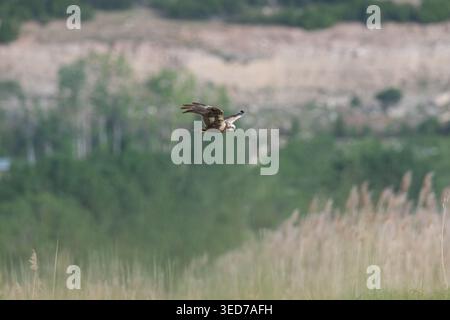 Eine westliche Sumpfweide (Circus aeruginosus), die über ein grünes Tal und sanfte Hügel schwebt. Stockfoto