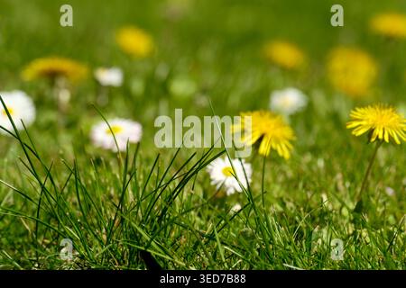 Helle Löwenzahn und zarte Gänseblümchen tanzen auf einer üppig grünen Wiese unter der Sonne. Stockfoto