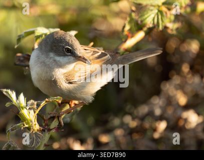 Ein gemeiner Whitethroat (Curruca communis) in der Abendsonne, Isle of Mull, Schottland Stockfoto