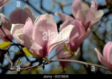 Magnolienblüten zeigen ihre zarten rosafarbenen Blüten im Frühling in der Natur. Stockfoto