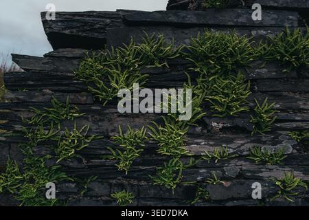 Moos wächst durch eine Schieferwand Stockfoto