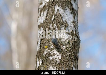 Kleine Nuthatch am Birkenstamm, gedämpftes Winterlicht hebt die abblätternde weiße Rinde und dezente Flechten hervor, sanftes blaues Himmelsbokeh, intimes Tierporträt Sho Stockfoto