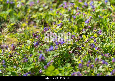 Makrofoto, das die Details der floralen Struktur einfängt. Detaillierte Makroaufnahme mit zarten Merkmalen der violetten Grundblüten und ihrer Blattstr Stockfoto