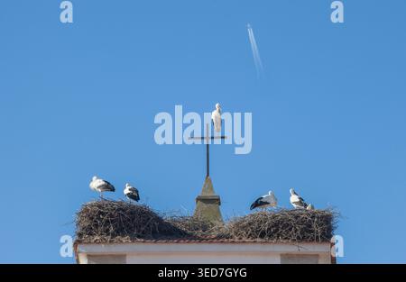 Ein Glockenturm, gekrönt von zwei Weißstorchnestern. Im Hintergrund ist der Kondensstreifen eines Passagierjets zu sehen. Stockfoto