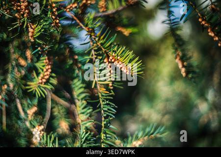 Zweige des kanadischen Schierlings zur Publikation von Botanik- und Gartendekoration Stockfoto