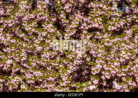 Frankreich, Paris, Jardin des Plantes, Kirschblüte (Sakura) Stockfoto
