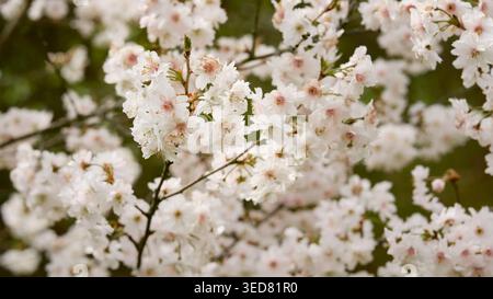 Weiche weiße und blassrosa Frühlingsblüten auf blühenden Zweigen, die einen sanften floralen Hintergrund schaffen. Stockfoto