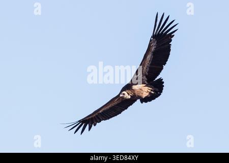 Spanien, Aragon, Alquezar, eines der schönsten spanischen Dörfer, Sierra und Canyons des Guara Naturparks, eurasischer Gänsegeier (gyps fulvus) Stockfoto