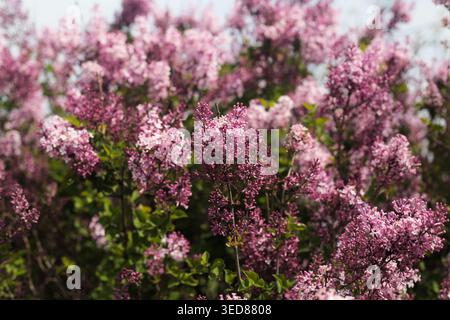 Lilafarbene Blüten, die auf Zweigen im Frühlingsgarten blühen Stockfoto