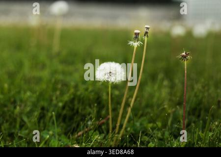 Löwenzahn-Samenköpfe wachsen auf grünem Grasfeld Stockfoto