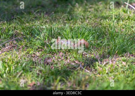 Rotes Eichhörnchen auf der Suche im Gras, Parkboden mit Eicheln und gefallenen Blättern, Seitenprofil mit buschigem Schwanz und wachsamen Ohren, weiches Mittagslicht Stockfoto