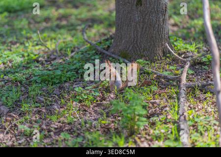 Rotes Eichhörnchen erkundet Blattstreu, agile Bewegungen und neugieriges Schnüffeln in der Nähe von Eichenwurzeln und verstreuten Zweigen, ehrlicher Moment im Stadtpark mit Stockfoto
