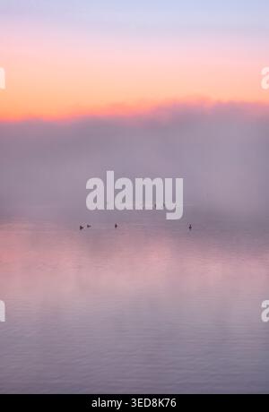Nebliger Sonnenaufgang, Morgensonnenszene mit getufteten Enten, die im Frühjahr auf ruhigem Wasser am Chew Valley Lake in Somerset, England schwimmen Stockfoto