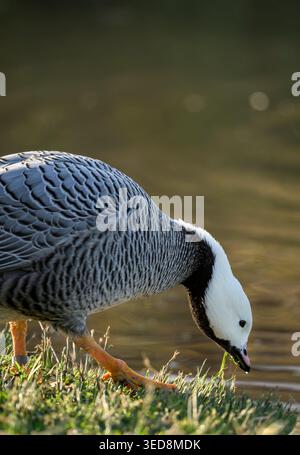 Kaisergans (Anser canagicus), die bei Wintersonnenlicht am Wasserrand fressen, Gloucestershire, Großbritannien Stockfoto