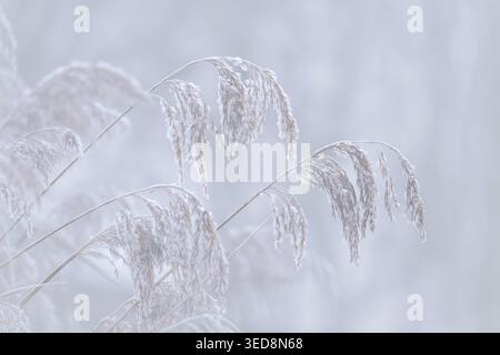 Gemeines Schilf bedeckt mit Frost in dichtem Nebel an der Ham Wall, Somerset Levels, Großbritannien im Winter Stockfoto