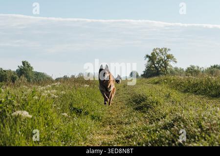 Der Deutsche Schäferhund rennt auf einem grasbewachsenen Weg zur Kamera mit dem australischen Schäferhund dahinter. Ideal für den Lebensstil von Haustieren, Outdoor-Abenteuer, aktiven Hund Stockfoto