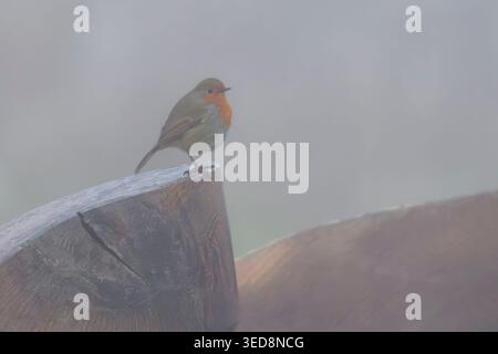 Europäischer rotkehlchen auf Holzpfosten im Winternebel bei Ham Wall, Somerset Levels, Großbritannien, mit geringer Tiefe des Feldes Stockfoto