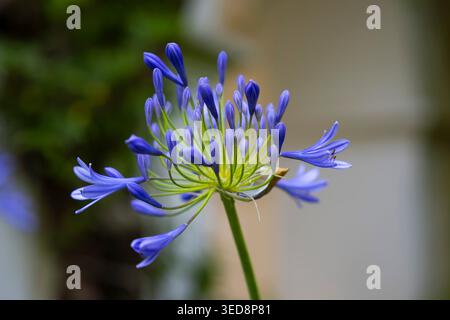 Blaues Agapanthusblüten-Makro mit selektivem Fokus und weichem Bokeh-Hintergrund Stockfoto