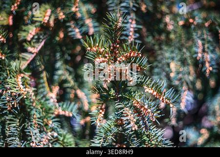 Kanadischer Hemlock in Bloom Nahaufnahme zur Veröffentlichung botanischer und Gartendekoration Stockfoto