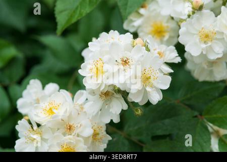 Italien, Lombardei, Multiflora Rose, Rosa Multiflora Stockfoto