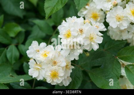 Italien, Lombardei, Multiflora Rose, Rosa Multiflora Stockfoto
