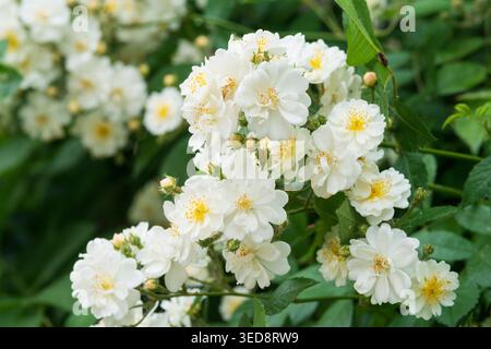 Italien, Lombardei, Multiflora Rose, Rosa Multiflora Stockfoto