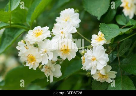 Italien, Lombardei, Multiflora Rose, Rosa Multiflora Stockfoto