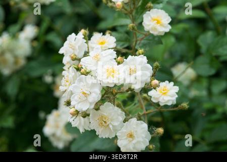 Italien, Lombardei, Multiflora Rose, Rosa Multiflora Stockfoto