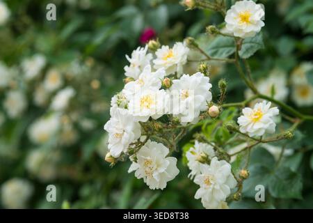 Italien, Lombardei, Multiflora Rose, Rosa Multiflora Stockfoto