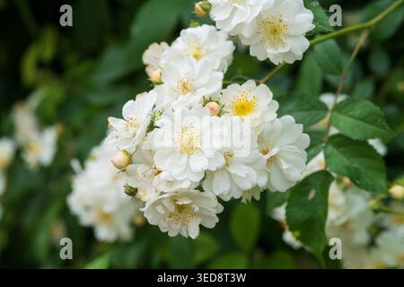 Italien, Lombardei, Multiflora Rose, Rosa Multiflora Stockfoto