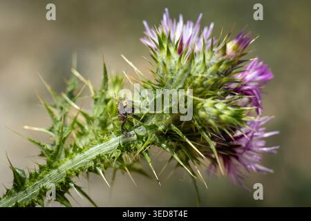 Eine kleine Arachnide mit komplizierten Details thront prekär auf den scharfen Stacheln einer blühenden Distelpflanze und zeigt die Widerstandsfähigkeit der Natur Stockfoto