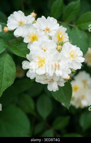Italien, Lombardei, Multiflora Rose, Rosa Multiflora Stockfoto