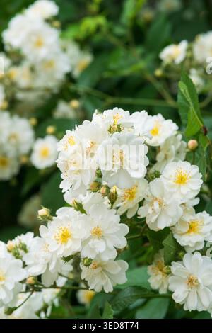 Italien, Lombardei, Multiflora Rose, Rosa Multiflora Stockfoto