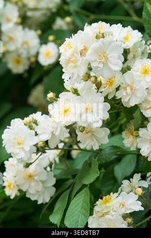 Italien, Lombardei, Multiflora Rose, Rosa Multiflora Stockfoto