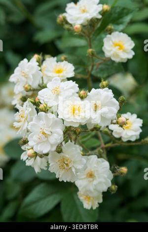 Italien, Lombardei, Multiflora Rose, Rosa Multiflora Stockfoto