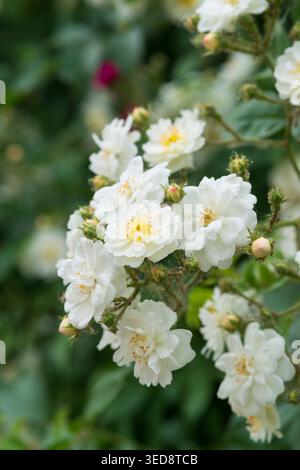 Italien, Lombardei, Multiflora Rose, Rosa Multiflora Stockfoto